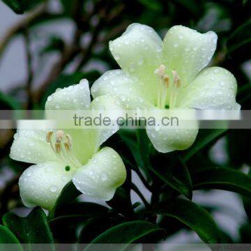 Evergreen Foliage Fagraea Ceilanicaof Outdoor Indoor Landscaping Decorative Ornamental Plants