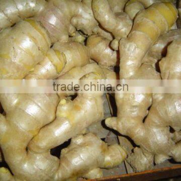 Fresh Air Dry Ginger photo-2