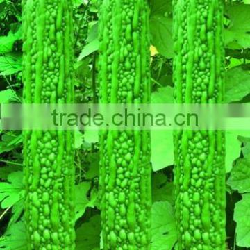 balsam pear seed:Lvyuan F1