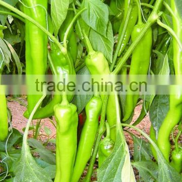 cold resistant anti-virus hybrid pepper seeds Winter F1