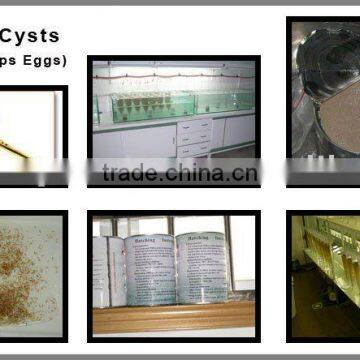 Artemia Cysts