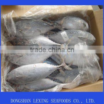 frozen sea food bonito fish