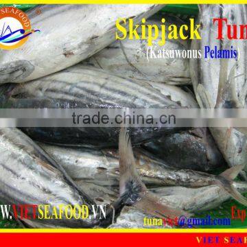 FROZEN SKIPJACK TUNA W/R