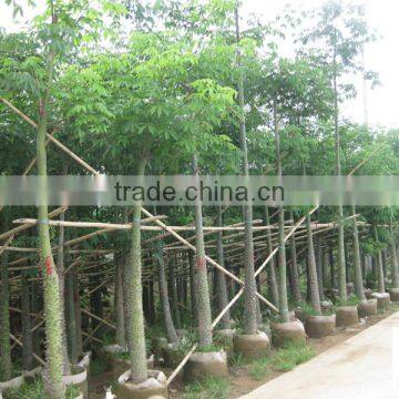 Chorisia Speciosa Tropical Ornamental Tree photo-2