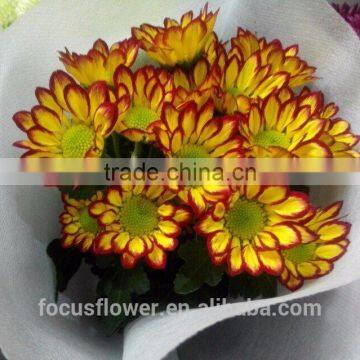 Various of Chrysanthemum For Funeral Decoration Wholesale