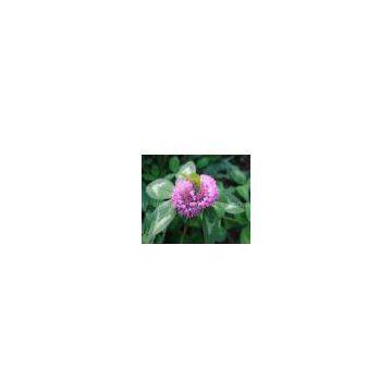 manufacture direct supply Red Clover P.E.