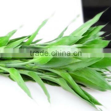 Quality Lucky Bamboo water jelly beads for lucky Dracaena sanderiana