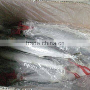 Frozen Spanish Mackerel for Sale or Scomberomorus Niphonius photo-6