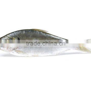 Dotted gizzard shad