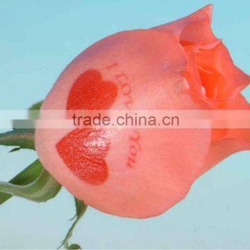 China Rose printer