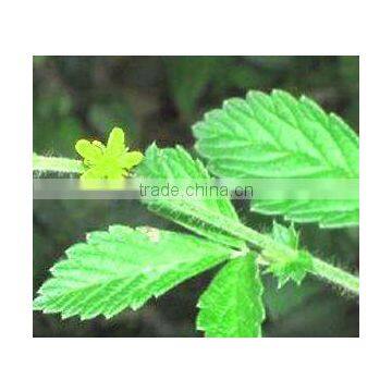 100% pure Agrimonia pilosa Ledeb Extract 10:1