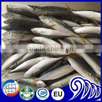 Frozen small size horse mackerel wholesale 100-120g