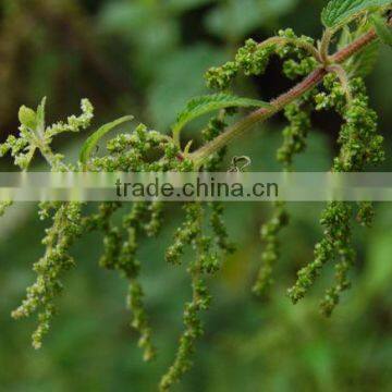Nettle Seed Extract