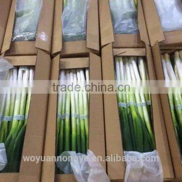 green onion