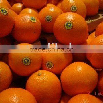 Navel Orange Fruit