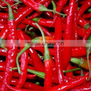 dried/red chilli of 2012 China base on your demand