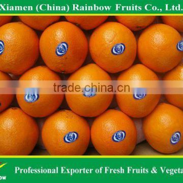 Navel Orange