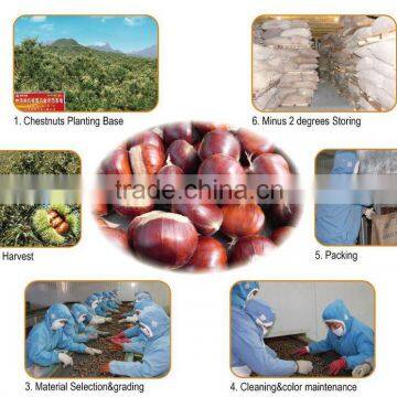 2015 Best Fresh Wholesale Chestnut photo-5
