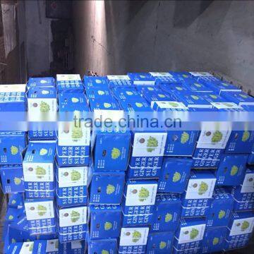 FRESH GINGER WITH PVC BOXES FOR MIDDLE EAST MARKET photo-4