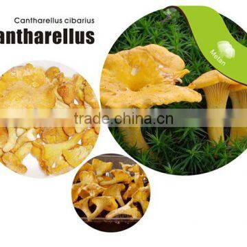 Dried Mushroom Cantharellus Cibarius photo-3