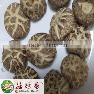 4-6 cm dried flower shiitake mushroom of nutrition planting