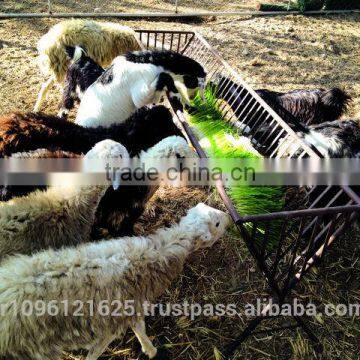 STAR GF300 Hydroponic Fodder Machine / Green Fodder Machine / Barley Fodder Machine photo-3