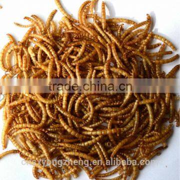 Aquarium fish food Dried Yellow Mealworms