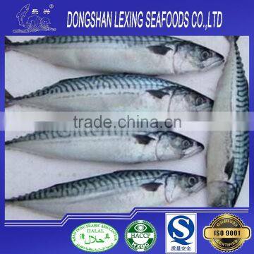 Frozen Pacific Mackerel Fish Prices photo-2