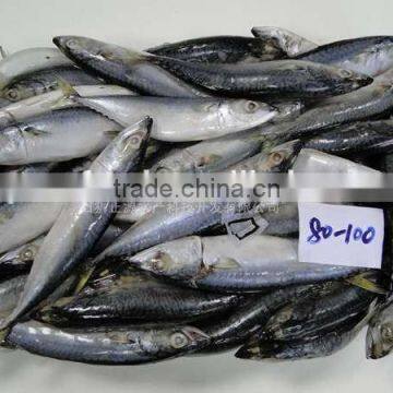 New Laning Whole Round Seafrozen Horse Mackerel for Canning With Good Quality and Competitive Price photo-5