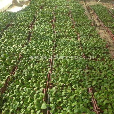 Jinzhu No. 2 Chinese Yellow Skin Hybrid Squash/zucchini Seeds photo-4