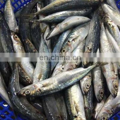 Muroaji Frozen Round Scad Fish Frozen Layang Scad Decapterus Macrosoma photo-5