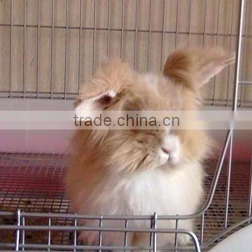 Feed Additive for Furry Animal photo-3