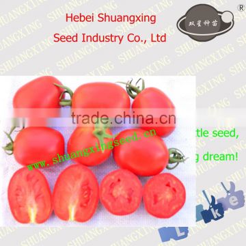 Llimited growth processing type tomato seeds