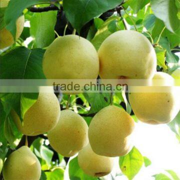 SPECIAL pomotion season fresh pears bulk purchase