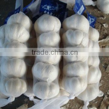 shandong garlic