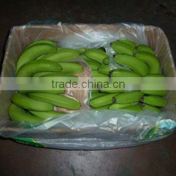 Fresh Green Cavendish Banana high quality