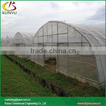 Arch roof type high tunnel greenhouse growing garlic in a greenhouse