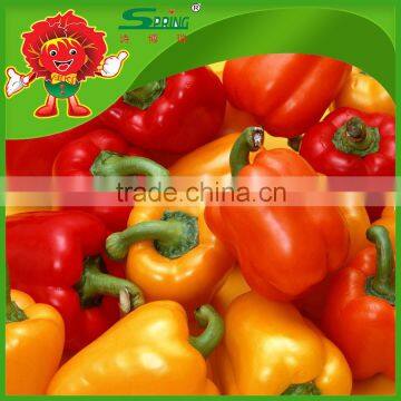 High Quality Yellow Bell Pepper Colorful Pepper on Sale photo-3
