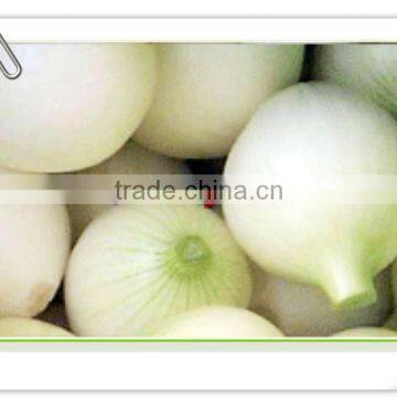 Red Onion/Wholesale Onion For Germany/UK Market