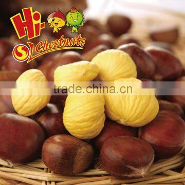 wholesale fresh raw bulk chestnuts