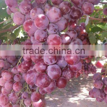 2014 Crops Fresh Grapes