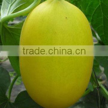 Hybrid F1 Golden Yellow Peel Orange Red Flesh Sweet Melon Seeds For Sale-Fly High