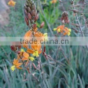 Bulbine Frutescens