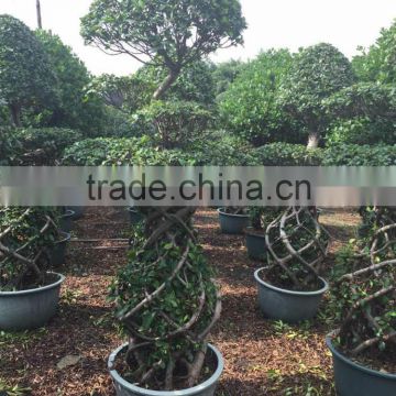 out door plants-2 layer ficus cage with s shape head-2.3m