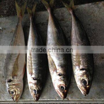 Frozen horse mackerel