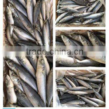 Whole Round BQF Frozen Fresh Fish Pacific Mackerel 300-500g for Sale photo-2