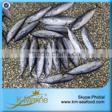 Hot Selling 18 Months Shelf Life Good Quality About Frozen Bonito photo-2