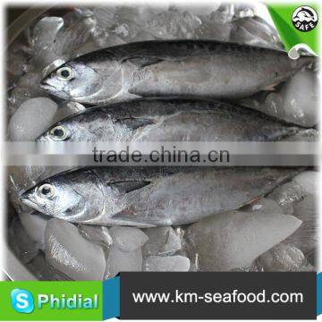 Hot Selling Fat Content 16%-18% Wholesale Price For Frozen Fish Bonito photo-4