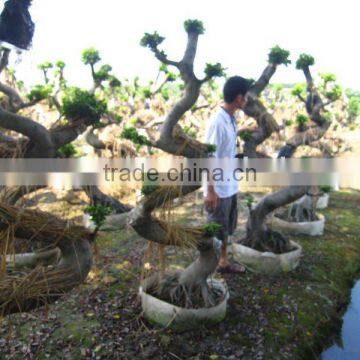 Ficus microcarpa big S shape bonsai trees