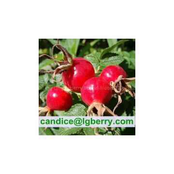 100%Natural wild Rose Hip Extract